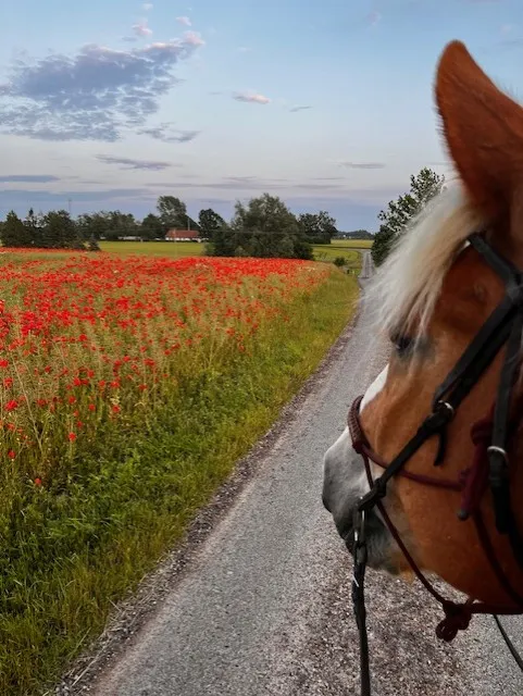 Gården på hippopower